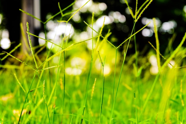 Herbe verte dans le jardin