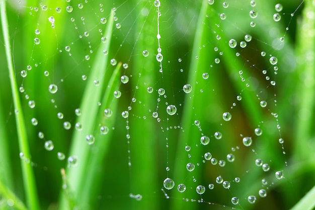 L'herbe verte dans la nature avec des gouttes de pluie