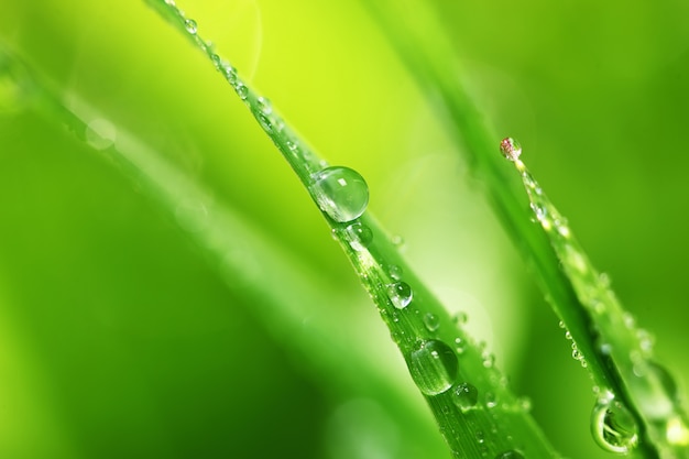 L'herbe verte dans la nature avec des gouttes de pluie