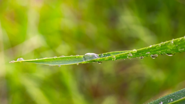 L'herbe verte dans la nature avec des gouttes de pluie