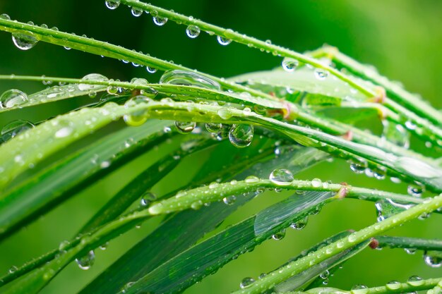 L'herbe verte dans la nature avec des gouttes de pluie