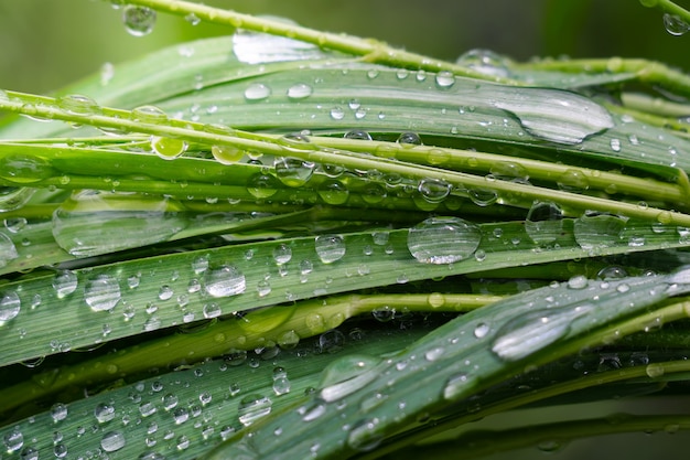 L'herbe verte dans la nature avec des gouttes de pluie