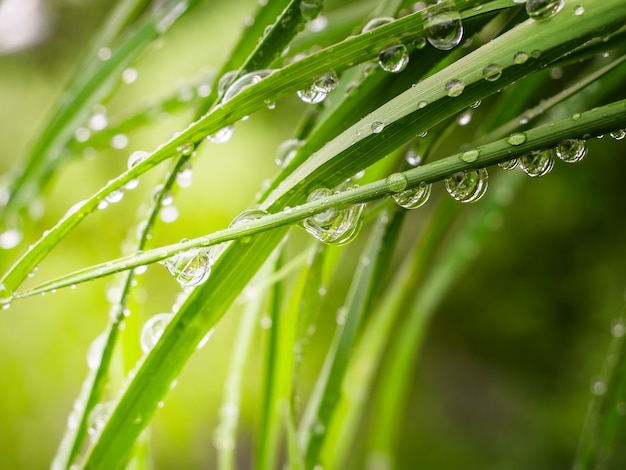 L'herbe verte dans la nature avec des gouttes de pluie