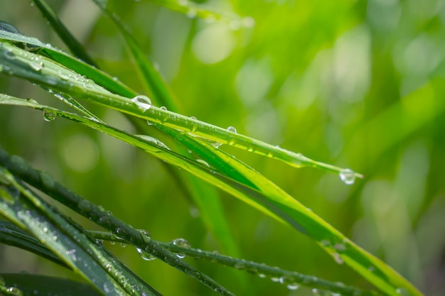 L'herbe verte dans la nature avec des gouttes de pluie