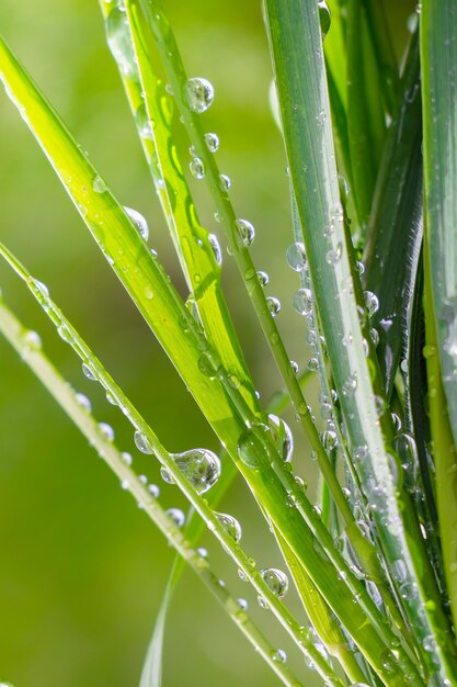 L'herbe verte dans la nature avec des gouttes de pluie