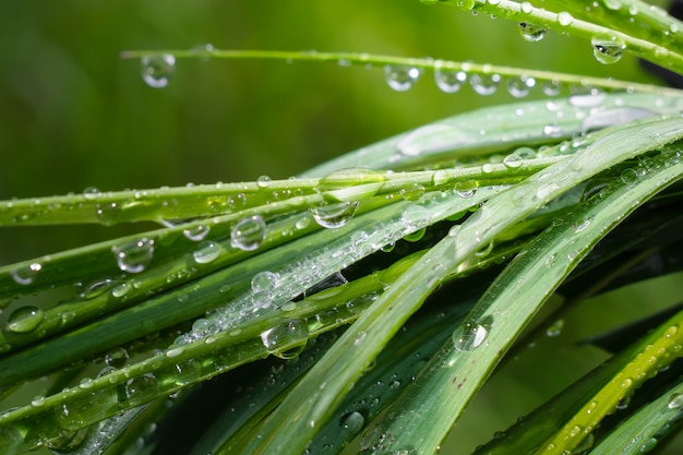 L'herbe verte dans la nature avec des gouttes de pluie