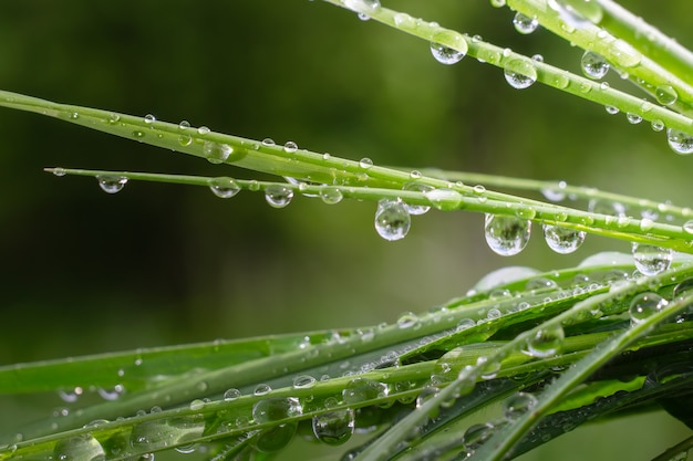 L'herbe verte dans la nature avec des gouttes de pluie