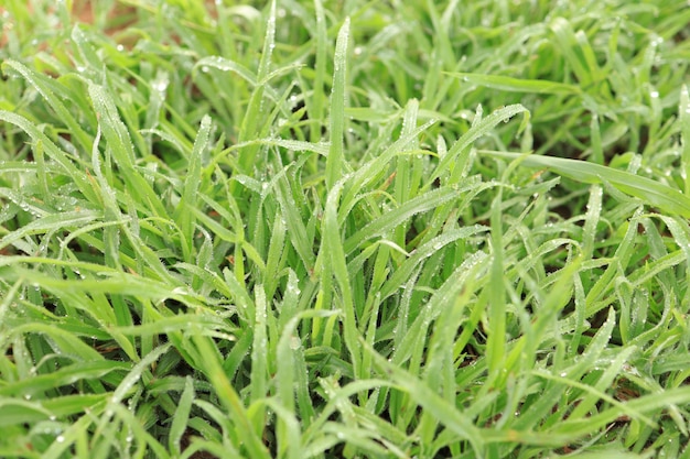 Herbe verte dans la nature, matin frais avec rosée sur les feuilles, image d'arrière-plan nature