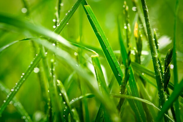 L'herbe verte dans la nature