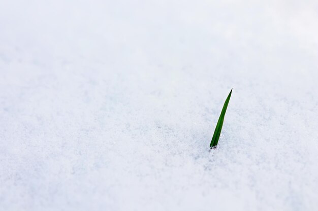 Herbe verte dans la neige