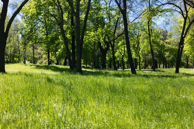 Herbe verte dans le parc du printemps