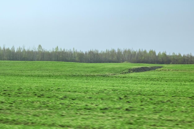 Herbe verte dans un paysage de printemps champ ensoleillé