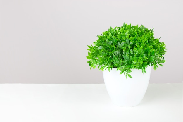 Herbe verte dans un pot de fleur blanc. Plantes d'intérieur en pot sur une table blanche contre un mur rose. Minimal