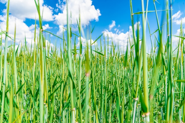 herbe verte dans le pré, ciel bleu. fond d'écran