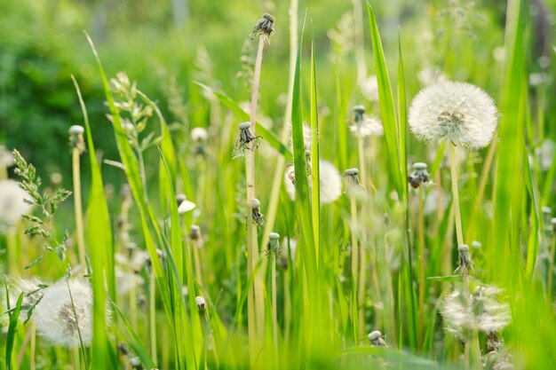 Herbe verte dans le pré, fond de texture de printemps