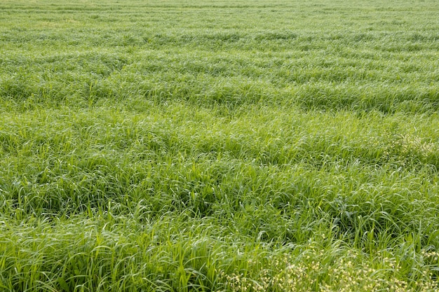 Herbe verte du domaine agricole sur fond de journée ensoleillée