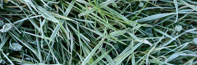 herbe verte avec du givre du matin dans le jardin, herbe gelée avec du givre sur le pré au lever du soleil