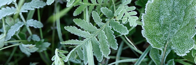 herbe verte avec du givre du matin dans le jardin, herbe gelée avec du givre sur le pré au lever du soleil