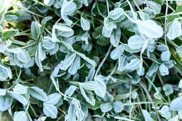 Herbe verte avec du givre du matin et du soleil dans le jardin, herbe gelée avec du givre sur le pré