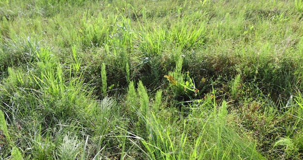 Photo de l'herbe verte éclairée par le soleil