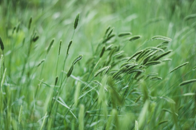 Herbe verte épaisse avec des pointes. Fond vert