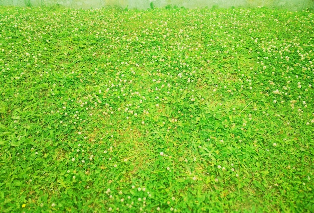 Herbe verte d'été avec le fond de texture de mur