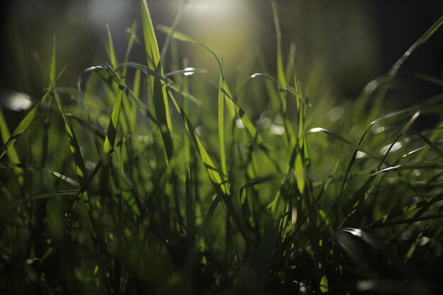 Herbe verte Fermer près de l'herbe fraîche et épaisse avec des gouttes d'eau tôt le matin