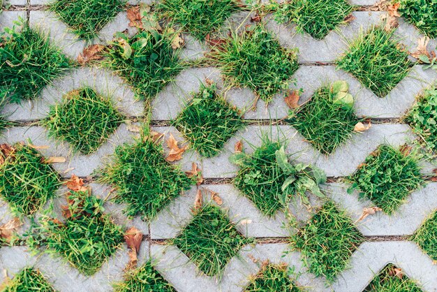 L'herbe verte et les feuilles sèches se bouchent