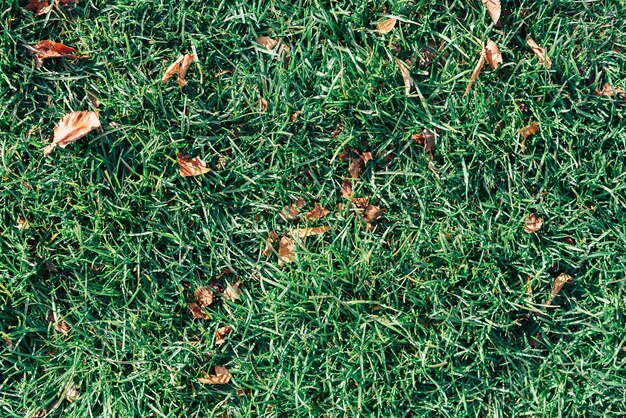 L'herbe verte et les feuilles sèches se bouchent