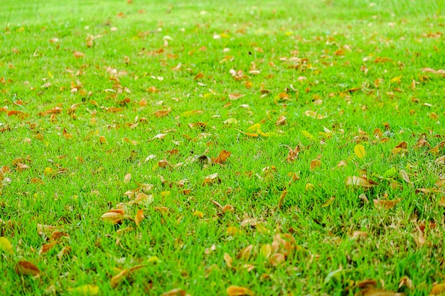 Herbe verte avec des feuilles sèches tombant sur