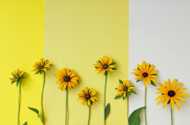 Herbe verte et fleurs jaunes sur le fond coloré