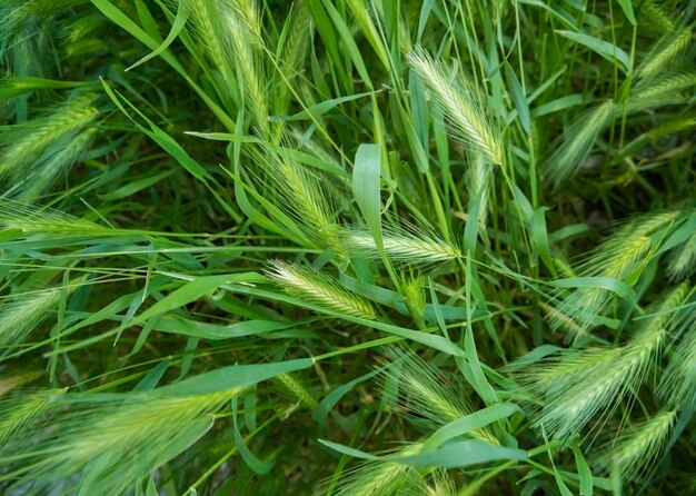 Herbe verte en fleurs