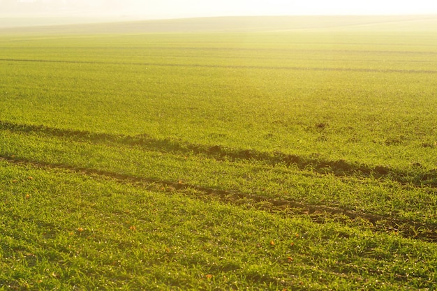 herbe verte sur fond beau coucher de soleil dans la nature