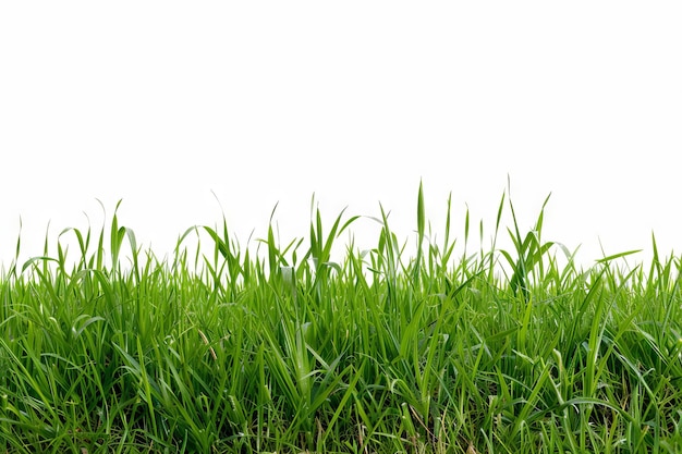 L'herbe verte sur un fond blanc
