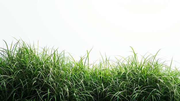 de l'herbe verte sur un fond blanc