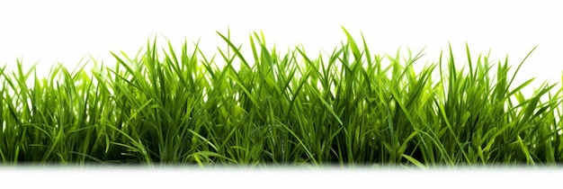 Herbe verte sur fond blanc