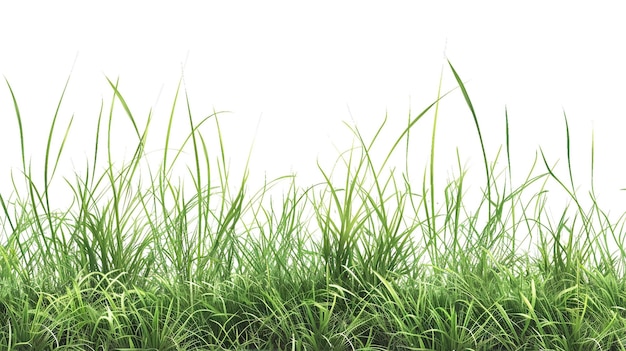 Photo de l'herbe verte sur un fond blanc