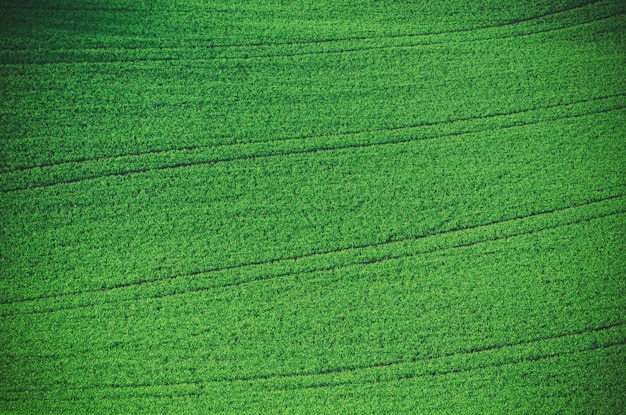 herbe verte fond champ