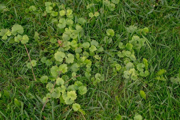 herbe verte et fond naturel