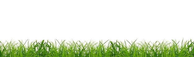 herbe verte sur fond png