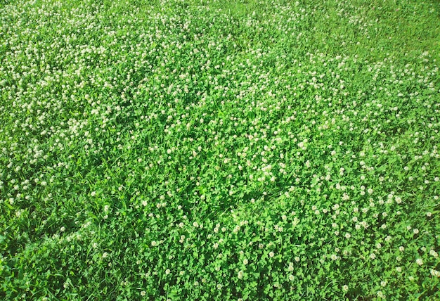 Herbe verte sur fond de prairie d'été