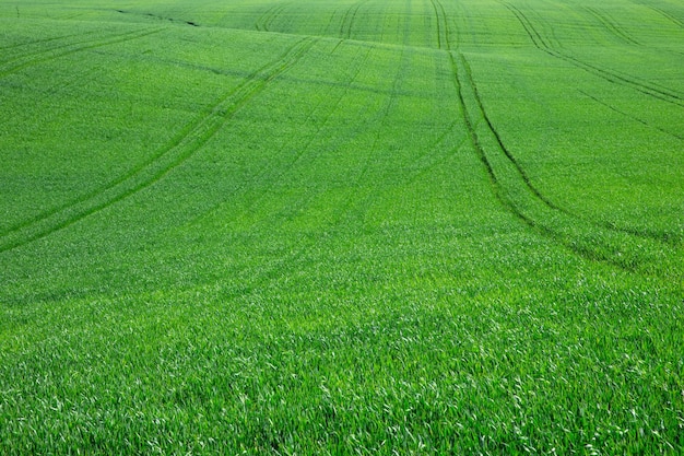 Herbe verte sur fond vert