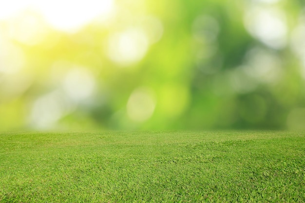 Herbe verte avec un fond vert