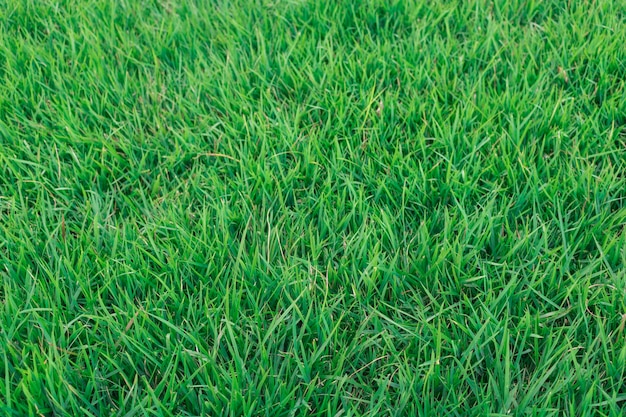 Herbe verte fraîche au fond de l'été