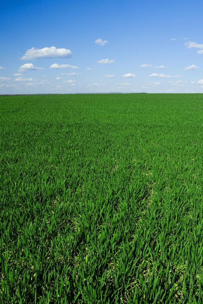 Herbe verte fraîche et ciel bleu avec des nuages