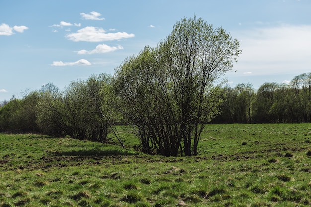 Herbe verte fraîche dans le domaine du printemps