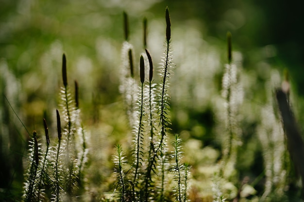 Photo herbe verte fraîche dans la forêt en été