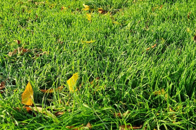 Herbe verte fraîche dans la nature.