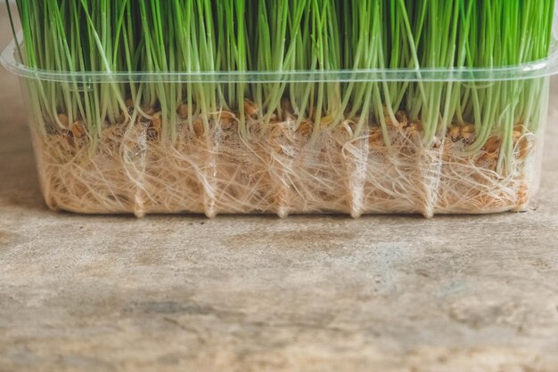 Herbe verte fraîche dans un récipient en plastique transparent sur un fond en bois rustique