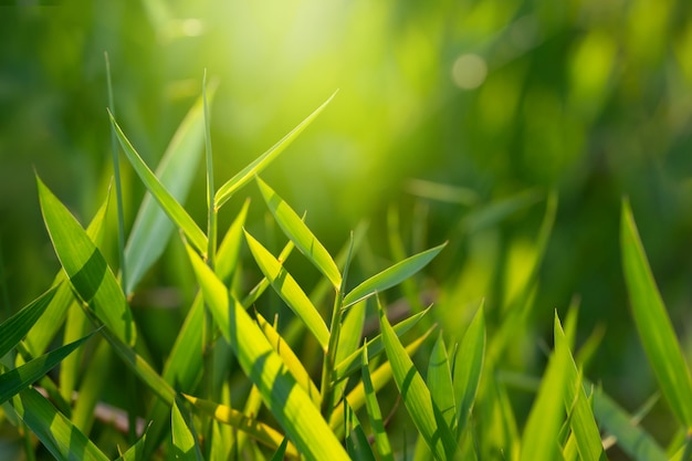 Herbe verte fraîche en début de matinée.Fond de photo nature écologique.